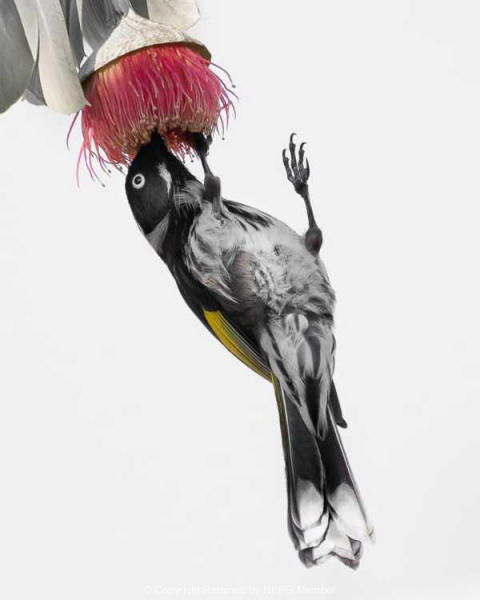 Projected-Colour-Silver-Jacki-Hollick-Hanging-On-For-Supper
