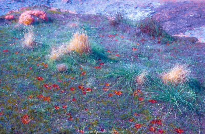 Projected-Colour-Silver-Lakshmi-R-Balakrishnan-Monet