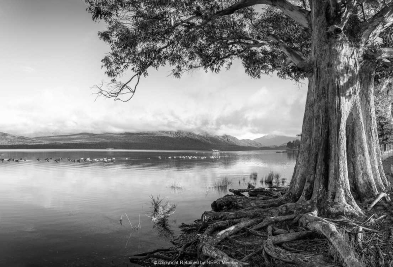 Projected-Mono-Bronze-Michelle-De-Swardt-Te-Anau-Riverfront