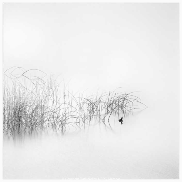 Projected-Mono-Gold-Barbara-Brown-Reeds