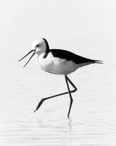 Projected-Mono-Silver-Jacki-Hollick-The-Stilt-March
