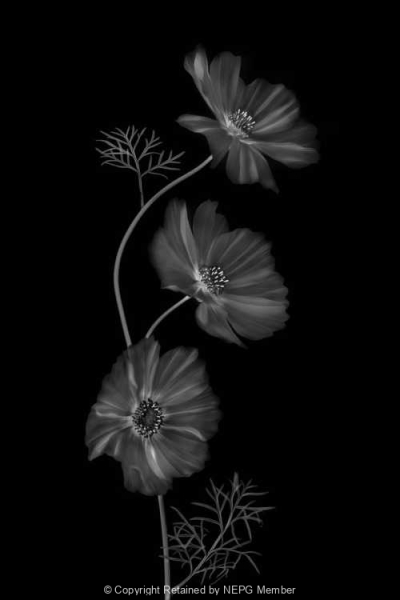 Projected-Mono-Silver-Maryjo-Gomez-Jackson-Echoes-Of-Flora