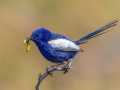 Projected-Colour-Silver-Barbara-Barnett-White-Wing-Fairy-Wren Projected-Colour-Silver-Barbara-Barnett-White-Wing-Fairy-Wren