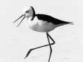 Projected-Mono-Silver-Jacki-Hollick-The-Stilt-March Projected-Mono-Silver-Jacki-Hollick-The-Stilt-March