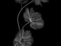 Projected-Mono-Silver-Maryjo-Gomez-Jackson-Echoes-Of-Flora Projected-Mono-Silver-Maryjo-Gomez-Jackson-Echoes-Of-Flora