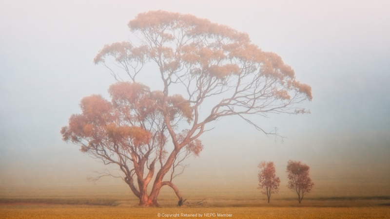 Projected-Colour-Country-Mist-Rosemary-Edwards-Silver