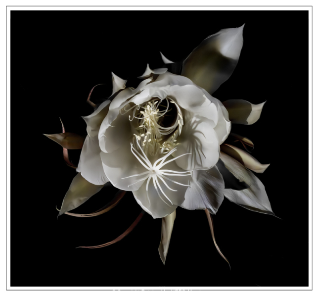 Projected-Colour-Full-Bloom-Lynda-Dilena-Silver