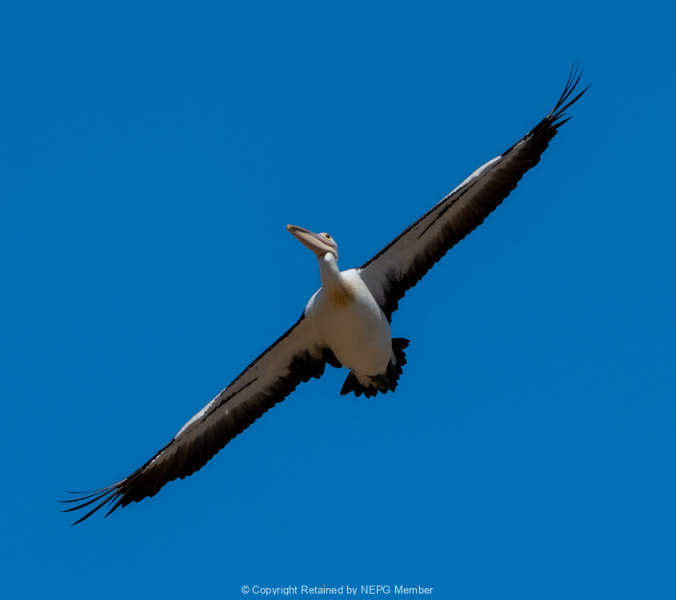 Projected-Colour-Pelican-in-flight-Athol-Titren-Bronze
