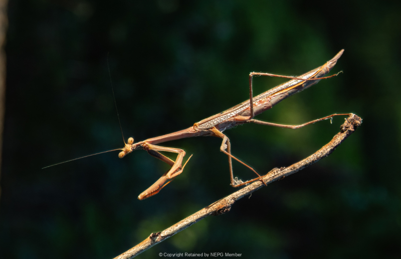 Projected-Colour-Stick-Insect-Barbara-Barnett-Bronze