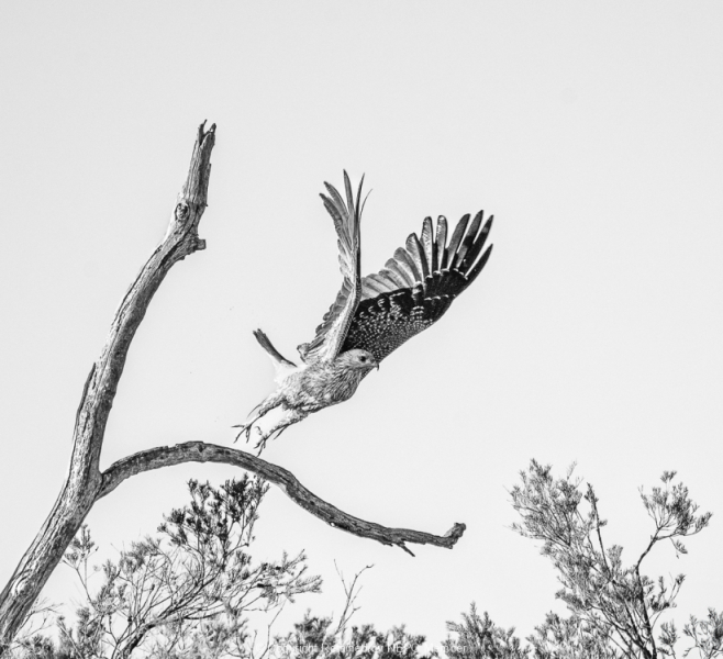 Projected-Mono-Taking-Off-Michelle-de-Swardt-Silver