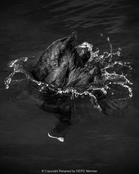 Projected-Mono-The-Deep-Dive-Jacki-Hollick-Silver