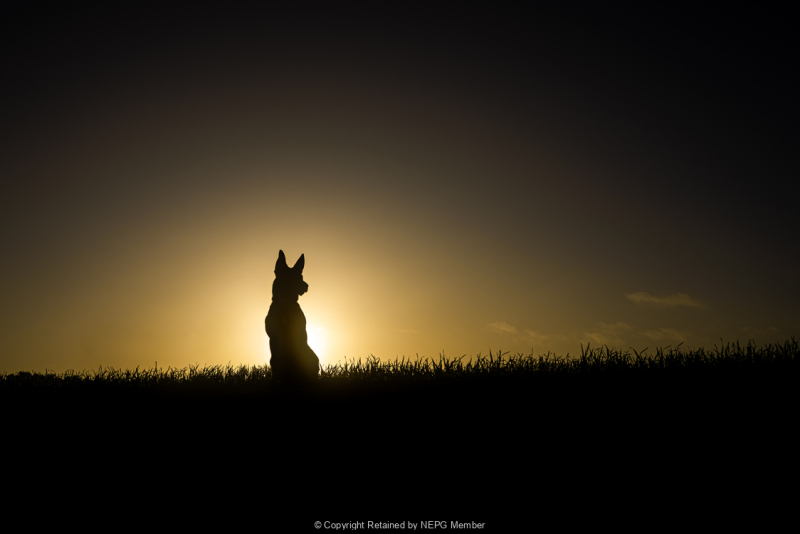 Projected-Subject-Crack-of-Dawn-Tania-Daniels-Gold