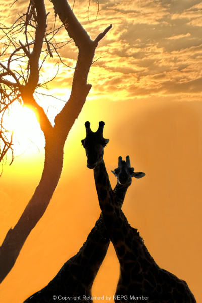 Projected-Subject-Giraffe-silhouettes-nadine-henley-Bronze