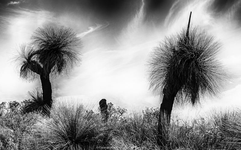 Projected-Subject-Grass-Trees-Richard-Eaton-Bronze