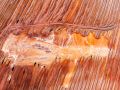 Print-Colour-Helen-Rowbottam-BBronze-Wounded-Earth.jpg