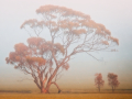Projected-Colour-Country-Mist-Rosemary-Edwards-Silver