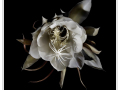 Projected-Colour-Full-Bloom-Lynda-Dilena-Silver