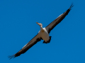 Projected-Colour-Pelican-in-flight-Athol-Titren-Bronze