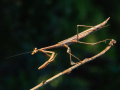 Projected-Colour-Stick-Insect-Barbara-Barnett-Bronze