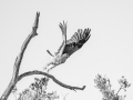 Projected-Mono-Taking-Off-Michelle-de-Swardt-Silver
