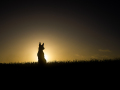 Projected-Subject-Crack-of-Dawn-Tania-Daniels-Gold