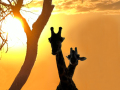 Projected-Subject-Giraffe-silhouettes-nadine-henley-Bronze