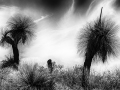 Projected-Subject-Grass-Trees-Richard-Eaton-Bronze