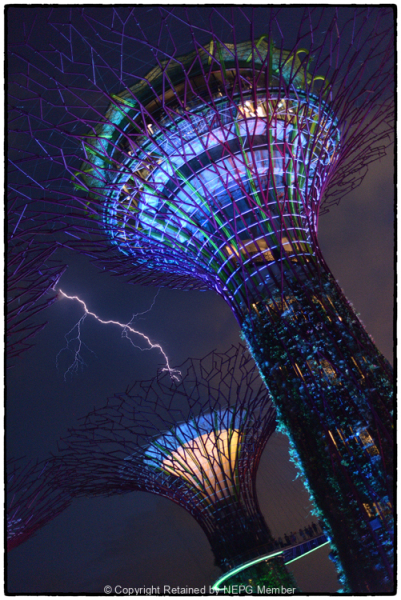 Project-Subject-Gordon-McDade-Silver-Supertree-Grove