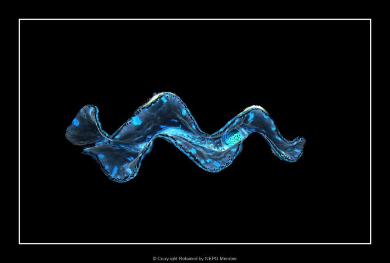 Projected-Colour-Clam-Beth-Milward-Gold