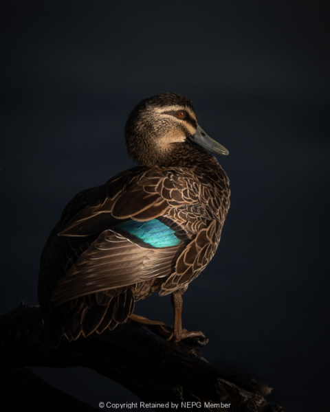 Projected-Colour-Contemplation-Jacki-Hollick-Silver