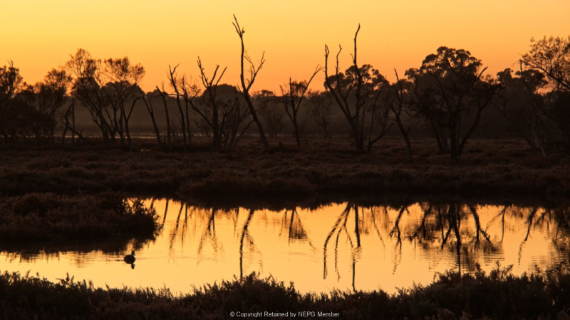 Projected-Colour-Morning-Dip-Greg-Edwards-Bronze
