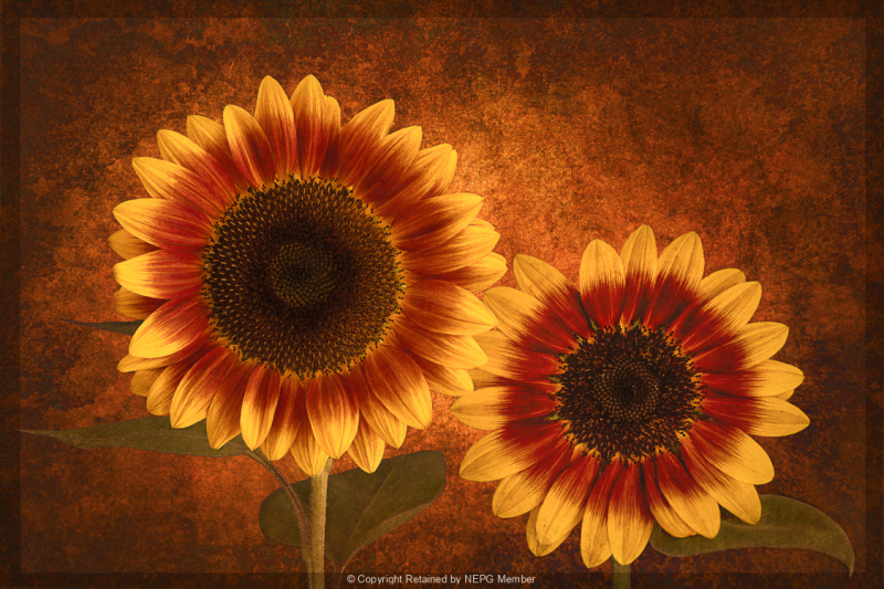 Projected-Colour-Sunflowers-Rita-Atkinson-Silver