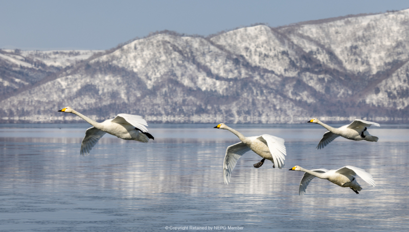 Projected-Colour-Wedge-of-Whooper-Swans-Helen-Rowbottam-Silver