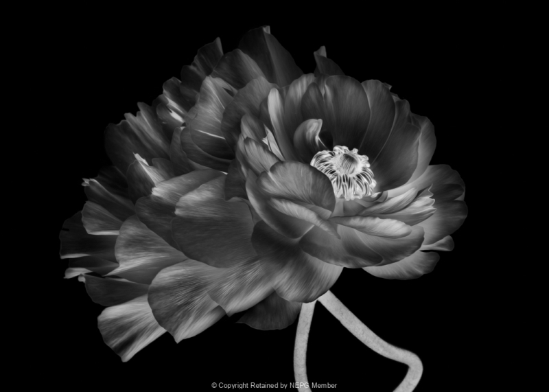 Projected-Mono-Anemone-Rosa-MaryJo-Gomez-Jackson-Gold