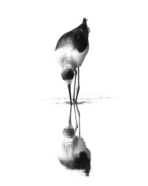 Projected-Mono-Double-Stilt-Jacki-Hollick-Silver