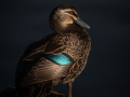 Projected-Colour-Contemplation-Jacki-Hollick-Silver Projected-Colour-Contemplation-Jacki-Hollick-Silver