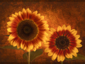 Projected-Colour-Sunflowers-Rita-Atkinson-Silver Projected-Colour-Sunflowers-Rita-Atkinson-Silver
