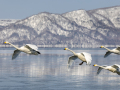 Projected-Colour-Wedge-of-Whooper-Swans-Helen-Rowbottam-Silver Projected-Colour-Wedge-of-Whooper-Swans-Helen-Rowbottam-Silver