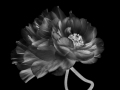 Projected-Mono-Anemone-Rosa-MaryJo-Gomez-Jackson-Gold Projected-Mono-Anemone-Rosa-MaryJo-Gomez-Jackson-Gold