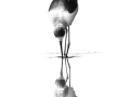 Projected-Mono-Double-Stilt-Jacki-Hollick-Silver Projected-Mono-Double-Stilt-Jacki-Hollick-Silver