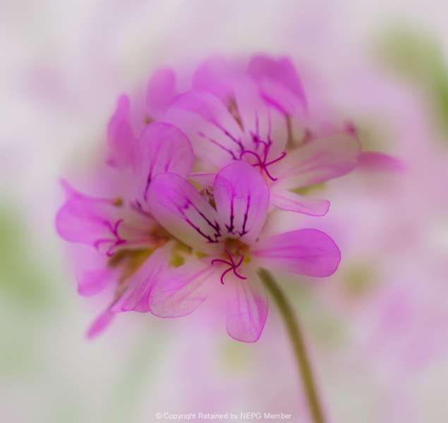 Open-Colour-Digital-Bronze-Roslyn-Van-Welie-Whispers-of-Pink
