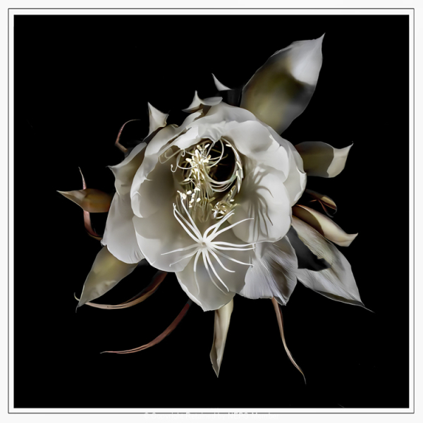 Open-Colour-Digital-Silver-Lynda-Dilena-Full-Bloom