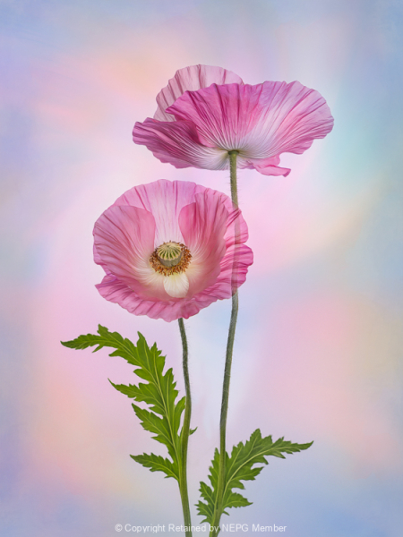 Open-Colour-Digital-Silver-MaryJo-Gomez-Jackson-Poppy-Duet