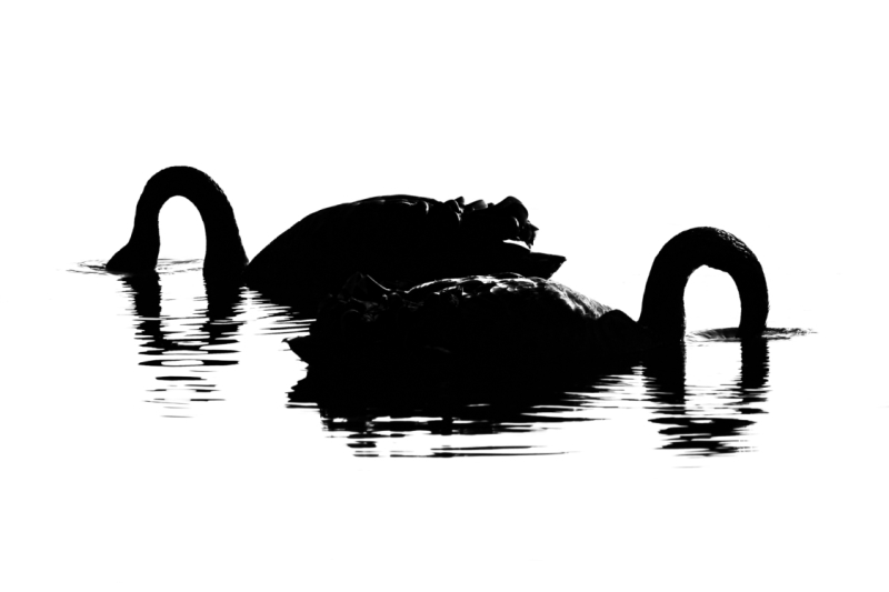 Open-Mono-Digital-Bronze-Jacki-Hollick-Swanning-Around