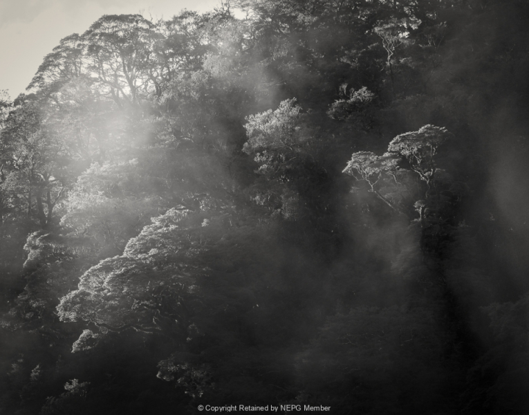 Open-Mono-Digital-Bronze-Michelle-DeSwardt-Treetops-Light-up
