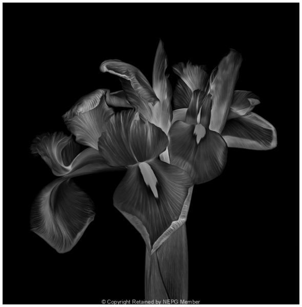 Open-Mono-Digital-Members-Choice-MaryJo-Gomez-Jackson-Iris-in-Shadow