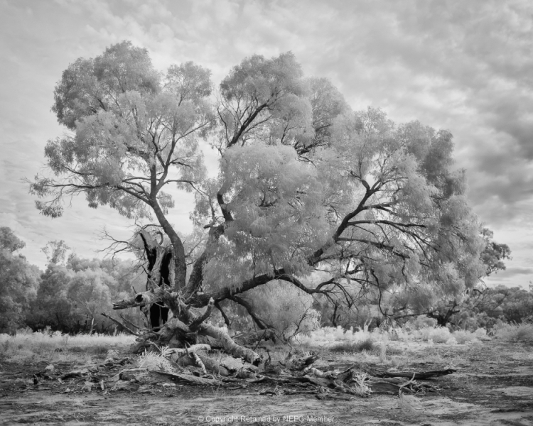 Open-Mono-Digital-Silver-Richard-Eaton-Falling-Giants