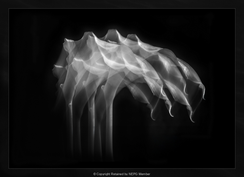 Open-Mono-Digital-Silver-Rita-Atkinson-Lillies-Icm