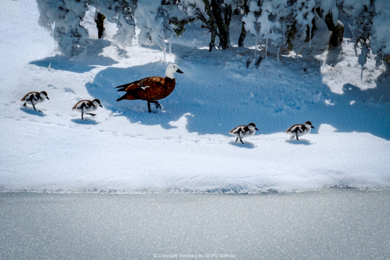 Set-Digital-Bronze-Gregory-McCluney-Ice-Edge-Wanderers