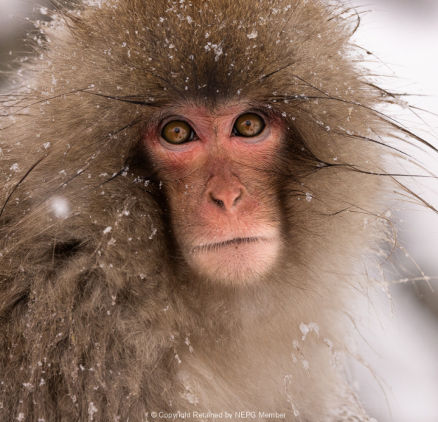 Set-Digital-Members-Choice-Helen-Rowbottam-Snow-Monkey